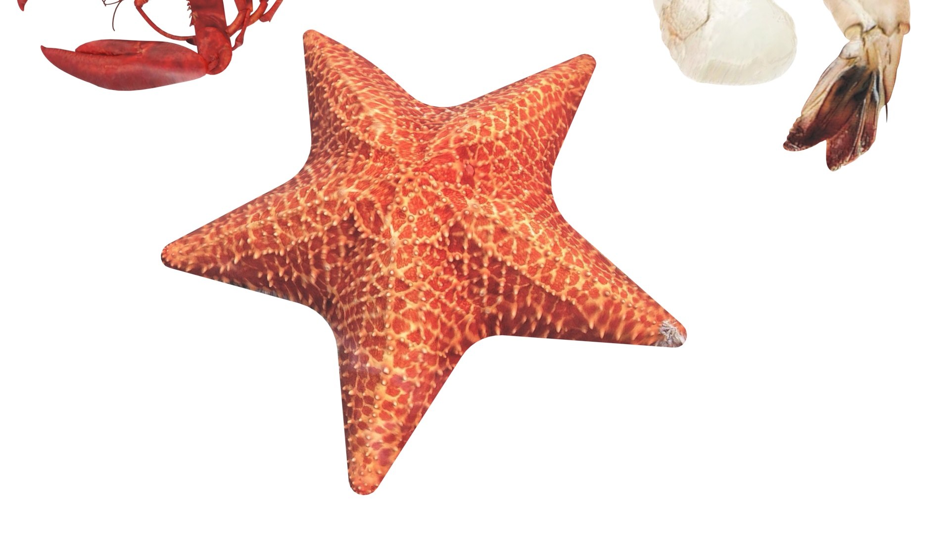 Sea Creatures Set model https://p.turbosquid.com/ts-thumb/28/BwTRVE/Rw/seacreaturessetnew24/jpg/1725964468/1920x1080/fit_q87/52c6149677b3ebbe1a26769c3431bf1357af9383/seacreaturessetnew24.jpg