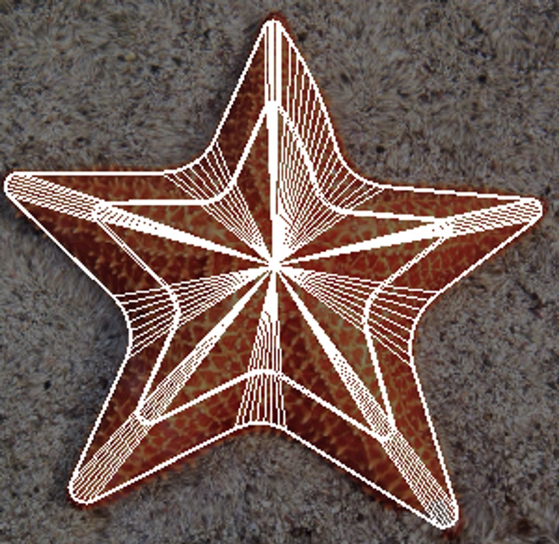 Sea Creatures Set model https://p.turbosquid.com/ts-thumb/28/BwTRVE/T6/screenshot20220106220838/png/1725964686/1920x1080/fit_q87/04d3f4a3738ae1e9eb3d9c26af1c6822f0f9dd64/screenshot20220106220838.jpg