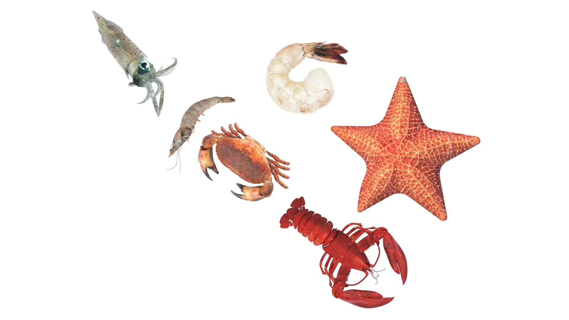 Sea Creatures Set model https://p.turbosquid.com/ts-thumb/28/BwTRVE/Te/seacreaturessetnew18/jpg/1725964471/1920x1080/fit_q87/bd06b99b1dbbb16f380475a8d69bc13db848cb87/seacreaturessetnew18.jpg