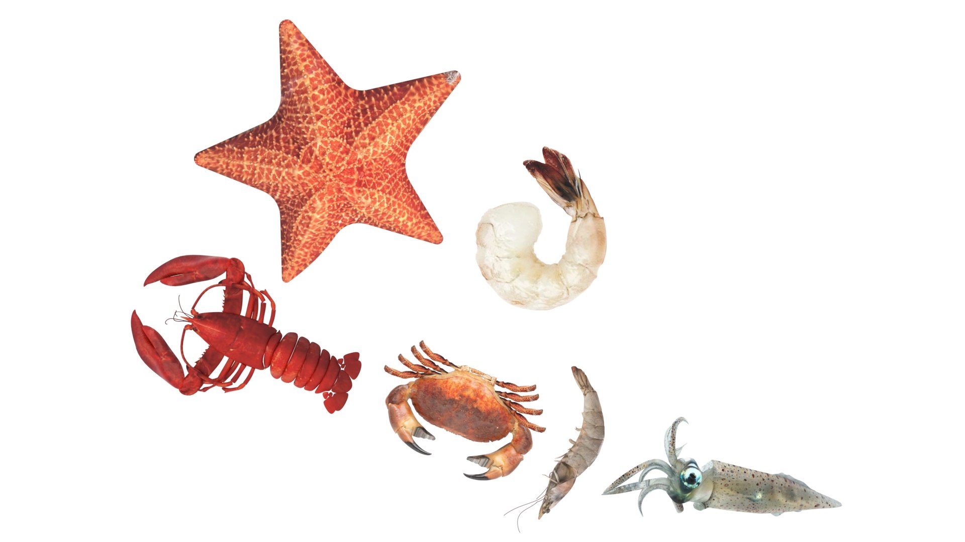 Sea Creatures Set model https://p.turbosquid.com/ts-thumb/28/BwTRVE/Yo/seacreaturessetnew19/jpg/1725964471/1920x1080/fit_q87/67867440f4883333c878d70accfbbe7cbd21fc3a/seacreaturessetnew19.jpg