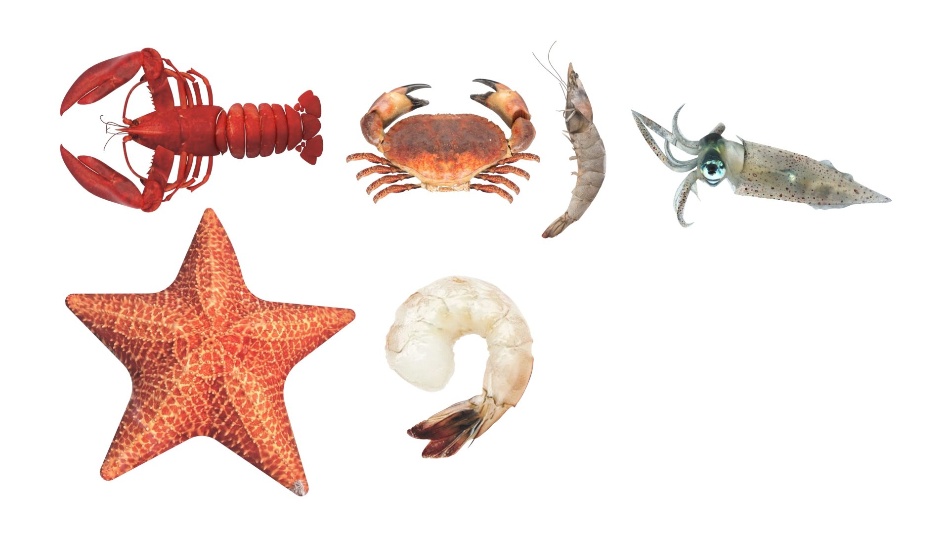 Sea Creatures Set model https://p.turbosquid.com/ts-thumb/28/BwTRVE/l8/seacreaturessetnew26/jpg/1725964467/1920x1080/fit_q87/b452c76696ef02921c82d8438a197ce38cfddbb7/seacreaturessetnew26.jpg