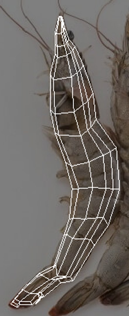 Sea Creatures Set model https://p.turbosquid.com/ts-thumb/28/BwTRVE/rf/screenshot20220106152252/png/1725964717/1920x1080/fit_q87/2faf87ee2d46dfa88c3cd4eee241a6015d7542e4/screenshot20220106152252.jpg