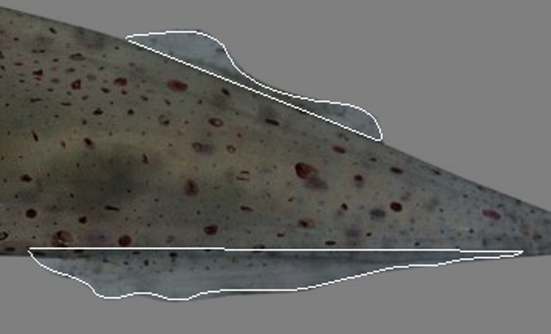 Sea Creatures Set model https://p.turbosquid.com/ts-thumb/28/BwTRVE/vH/screenshot20220106162330/png/1725964723/1920x1080/fit_q87/ab8cf17a13f588e62e414e6f5f3c3b8b51463850/screenshot20220106162330.jpg