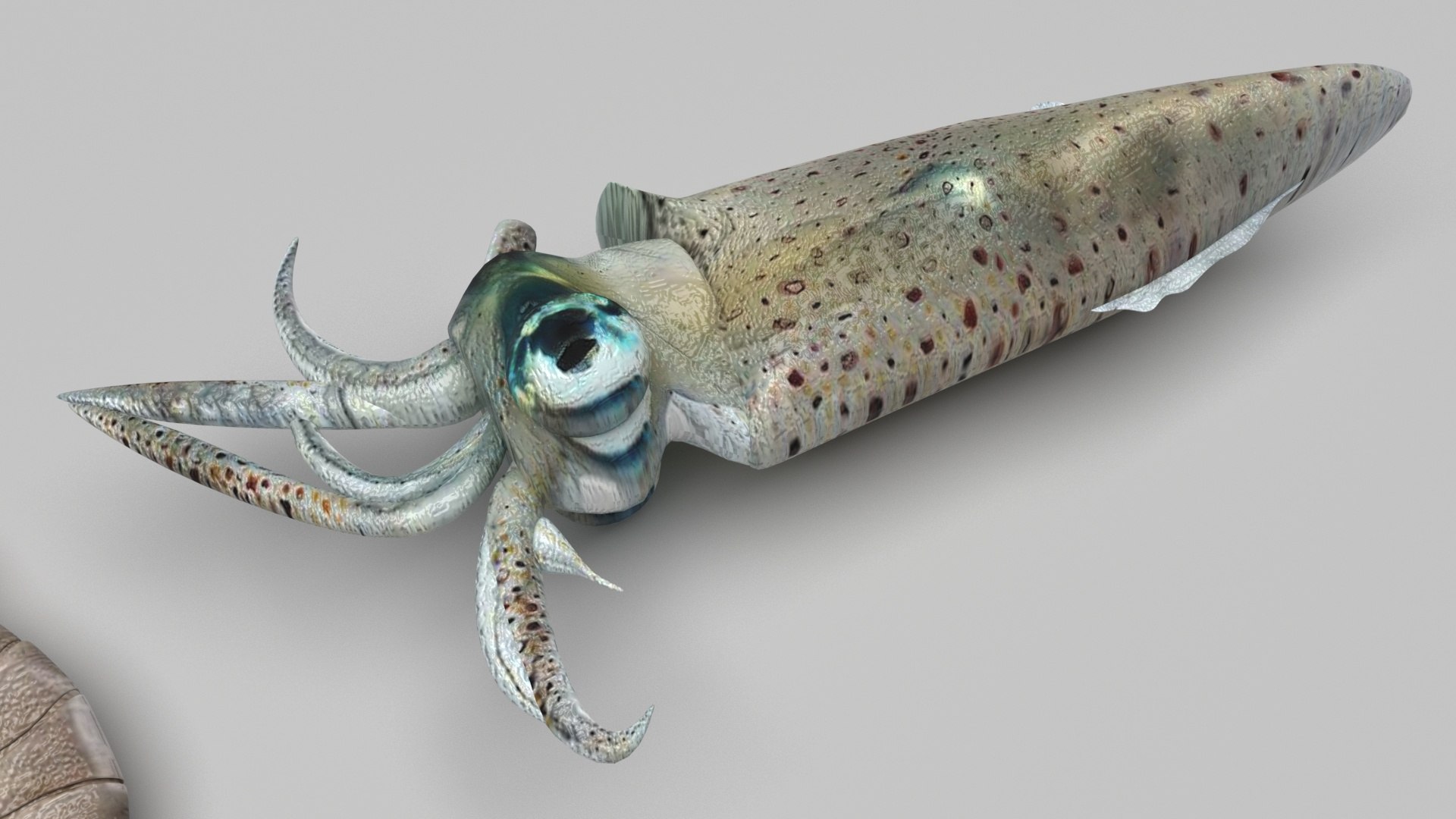 Sea Creatures Set model https://p.turbosquid.com/ts-thumb/28/BwTRVE/vm/seacreaturessetnew9/jpg/1725964476/1920x1080/fit_q87/7370990e319be66f4d37d634cd1a17d7a84411ed/seacreaturessetnew9.jpg