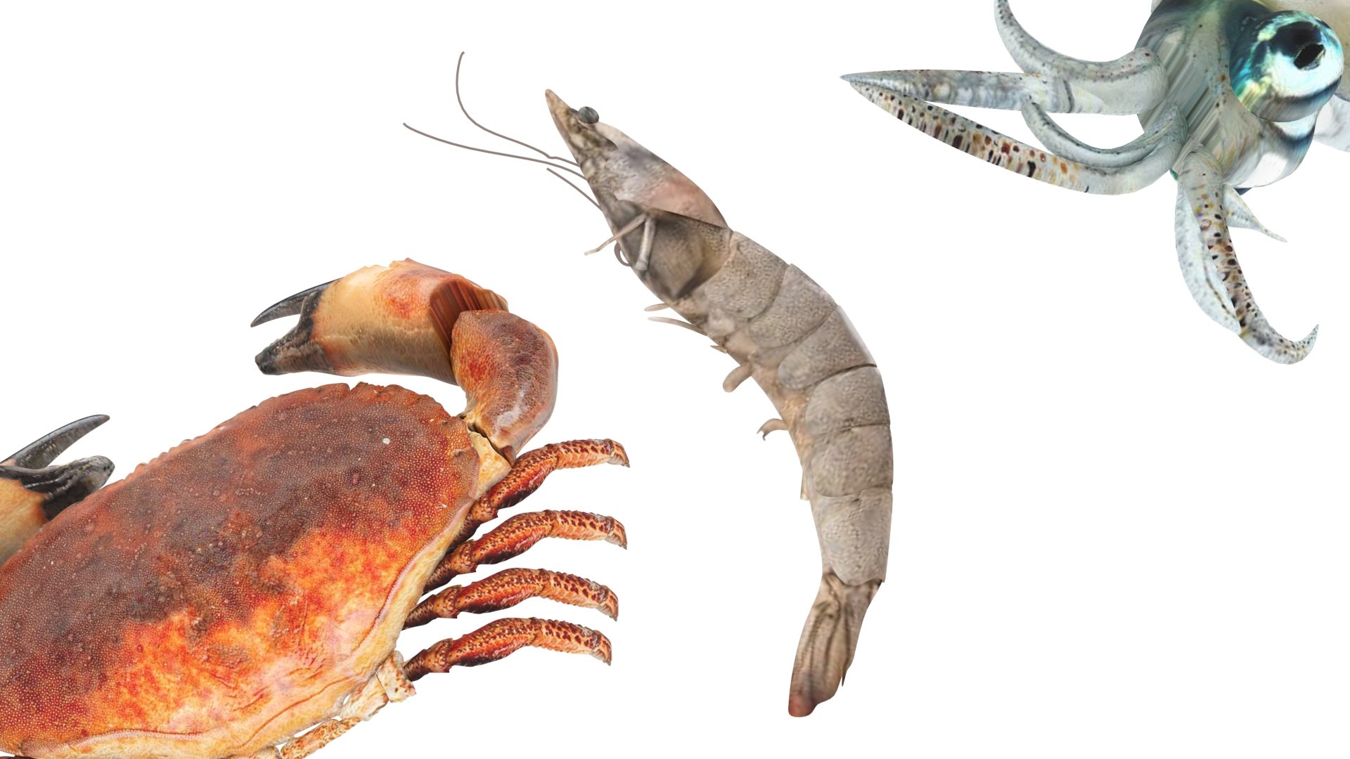 Sea Creatures Set model https://p.turbosquid.com/ts-thumb/28/BwTRVE/xv/seacreaturessetnew22/jpg/1725964469/1920x1080/fit_q87/e359781d3167da1897239ac2cdca25930683fc99/seacreaturessetnew22.jpg