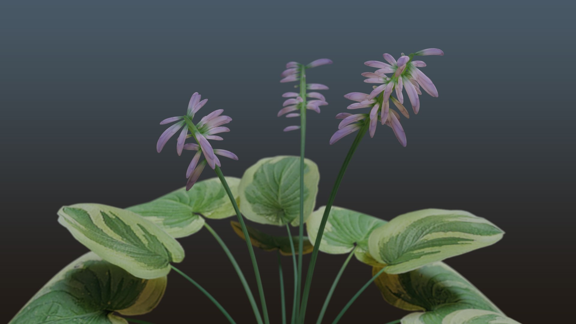 3D Budding Plant - Hosta Wide Brim https://p.turbosquid.com/ts-thumb/28/C1kx07/tL/preview_plant_hostatwilight3/jpg/1659915479/1920x1080/fit_q87/5ad61a2401189b3e3f170405807e0d0bc05037d3/preview_plant_hostatwilight3.jpg
