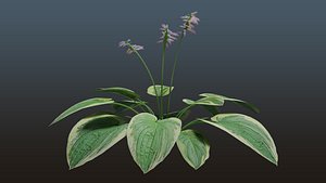 3D Plant Hosta Wide Brim