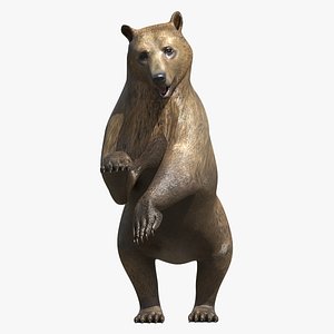 Realistic Grizzly Base Rigged 3D model