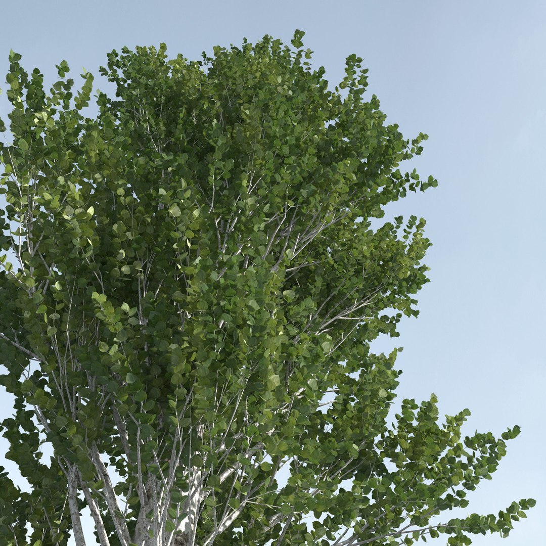 3D trees 4 model https://p.turbosquid.com/ts-thumb/28/HKIKSR/ATVJ5fP3/three_s_43/jpg/1543040011/1920x1080/fit_q87/af52b411f84719653a4ee81556a49a4334b0d6b8/three_s_43.jpg