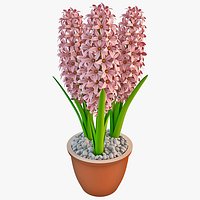 Hyacinth Flower