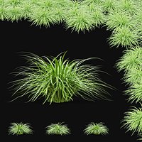 Carex morrowii Ice Dance