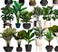 exotic plants pots interior 3D model
