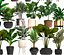 exotic plants pots interior 3D model