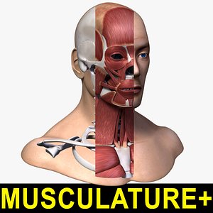 head anatomy skeleton musculature max