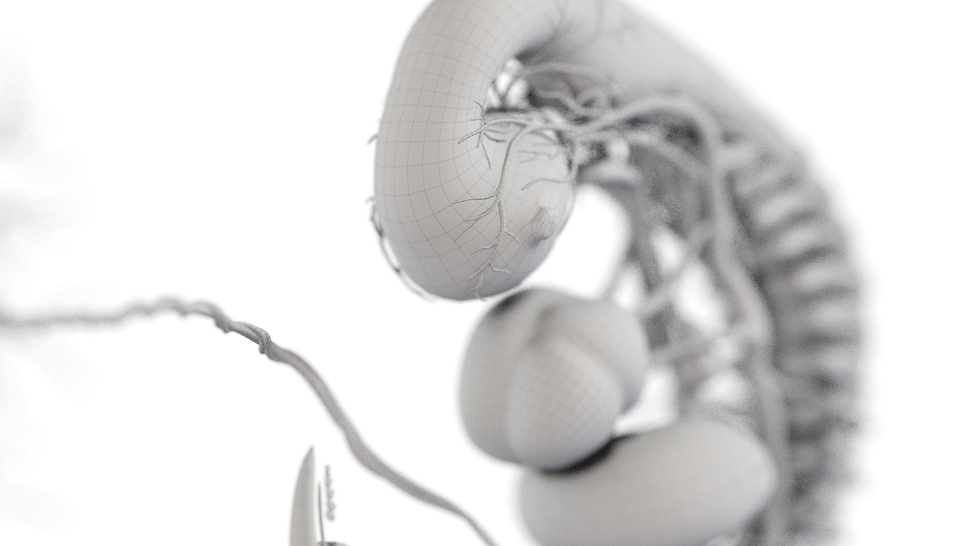 3D Fetus Anatomy Week 5 https://p.turbosquid.com/ts-thumb/29/CArRDW/1K/week05_f_wire2f0004/jpg/1638526077/1920x1080/fit_q87/81ffaa78c8cb83ae7d1faa1dbc02d0fc78fc62c5/week05_f_wire2f0004.jpg