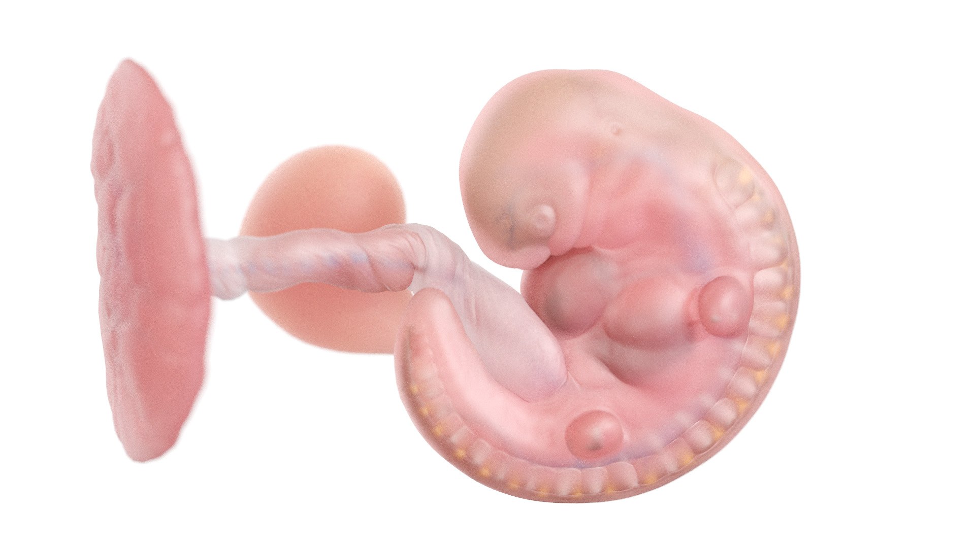 3D Fetus Anatomy Week 5 https://p.turbosquid.com/ts-thumb/29/CArRDW/1T/week05_f0000/jpg/1638525675/1920x1080/fit_q87/0317af5fc4a6cc419e138854f4254cf4a173a914/week05_f0000.jpg