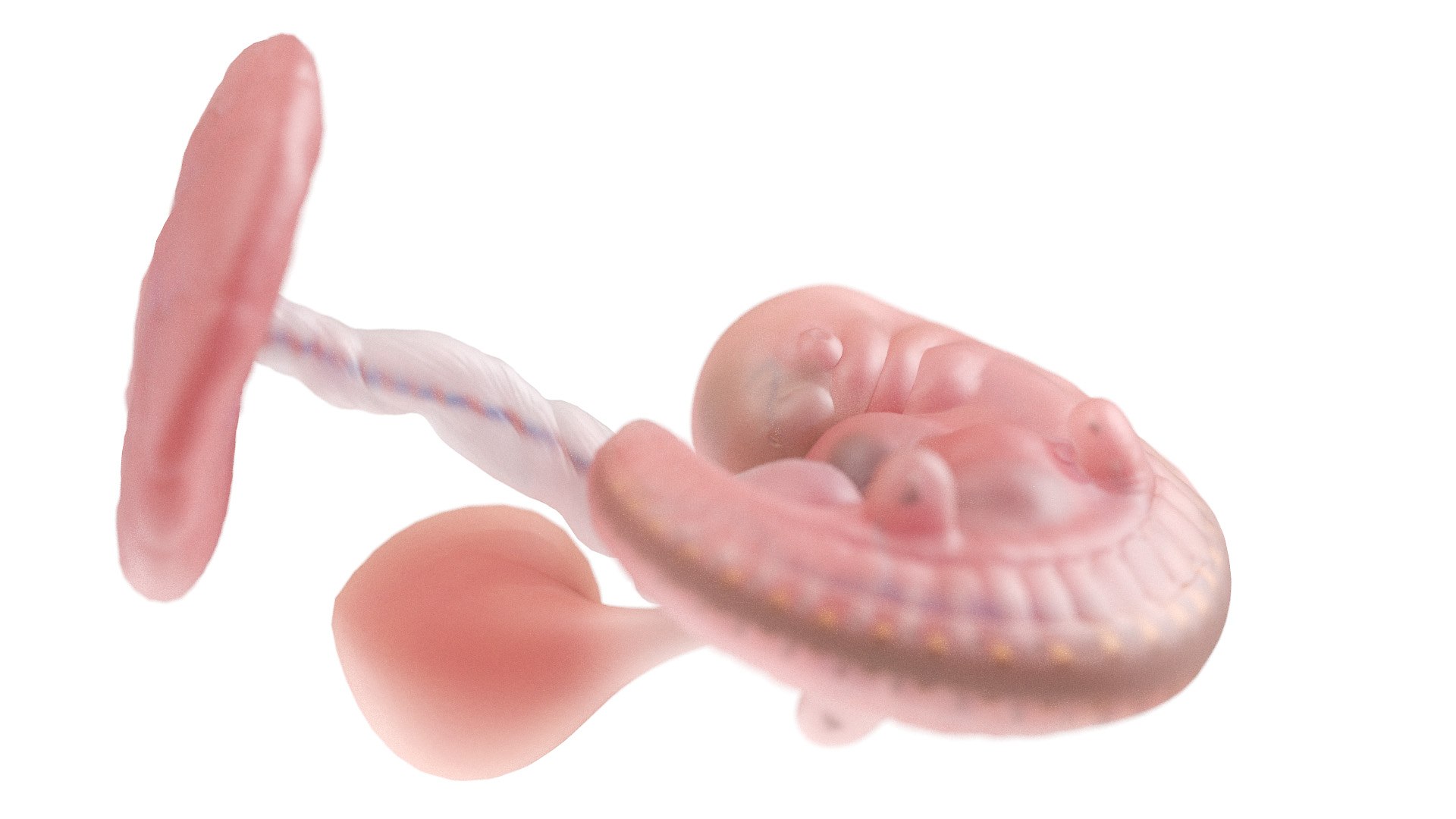 3D Fetus Anatomy Week 5 https://p.turbosquid.com/ts-thumb/29/CArRDW/Es/week05_f0003/jpg/1638525675/1920x1080/fit_q87/814b381a29ddd75b7a300f51aabc3e6fb5376f7c/week05_f0003.jpg
