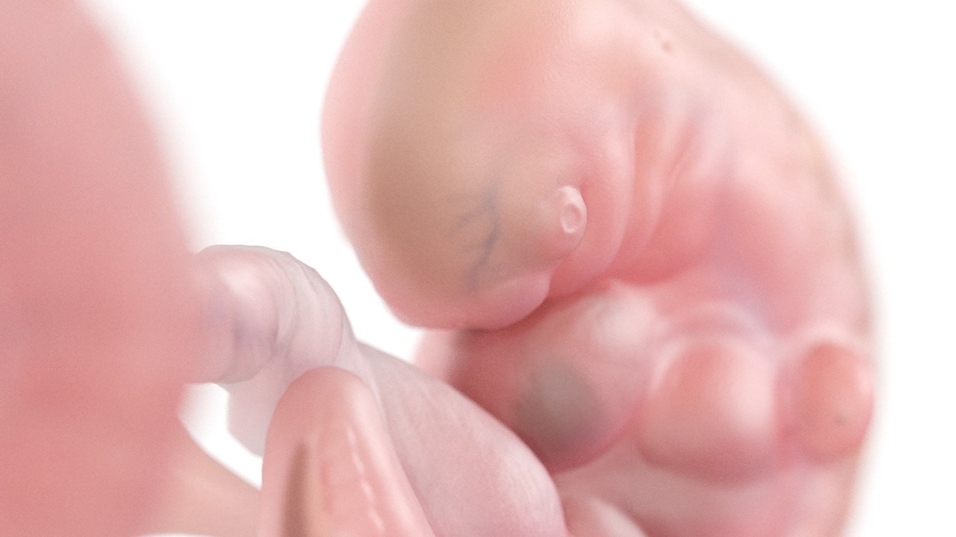 3D Fetus Anatomy Week 5 https://p.turbosquid.com/ts-thumb/29/CArRDW/j4/week05_f0004/jpg/1638525675/1920x1080/fit_q87/9f684b400f52230036f7fce9e9173a2c1e43b14f/week05_f0004.jpg