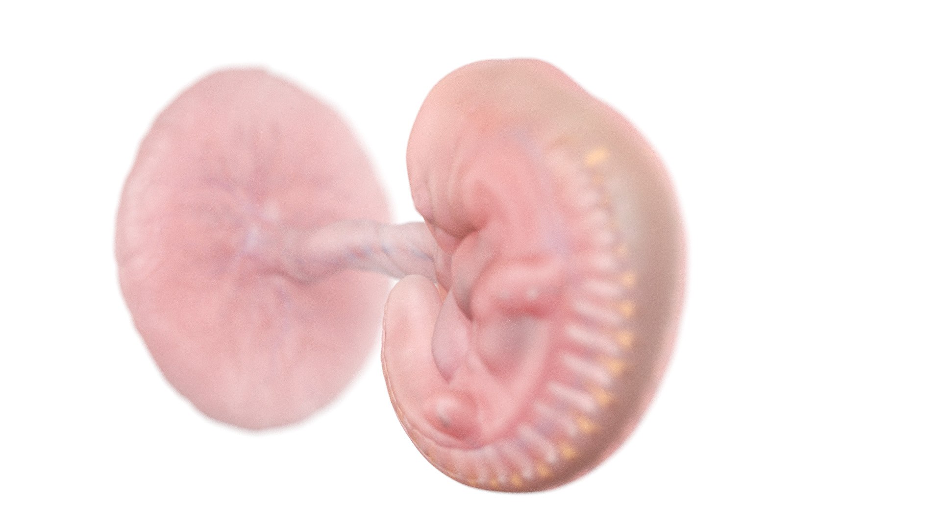 3D Fetus Anatomy Week 5 https://p.turbosquid.com/ts-thumb/29/CArRDW/pR/week05_f0002/jpg/1638525675/1920x1080/fit_q87/c3bb7e8b777dd12b0a63f08938b3550499ff2dec/week05_f0002.jpg
