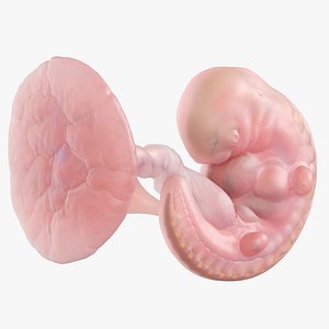 3D Fetus Anatomy Week 5