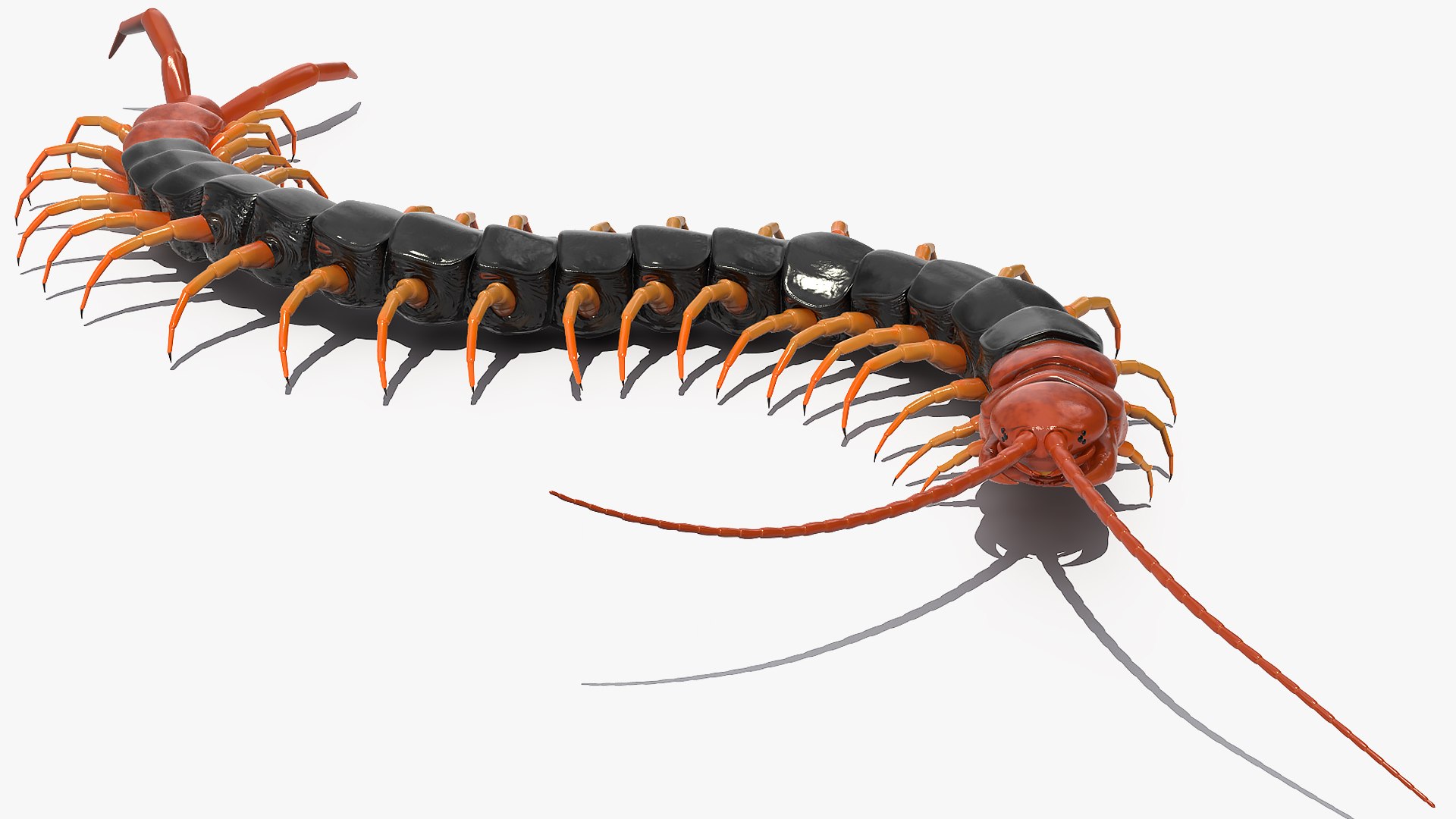 giant desert centipede scolopendra 3D https://p.turbosquid.com/ts-thumb/29/CtbfMV/6CCytFmb/giantdesertcentipedescolopendraheroscrawling3dsmodel005/jpg/1589407152/1920x1080/fit_q87/e0c3ed41138d1f0971675ee925b38286c6c84dbf/giantdesertcentipedescolopendraheroscrawling3dsmodel005.jpg
