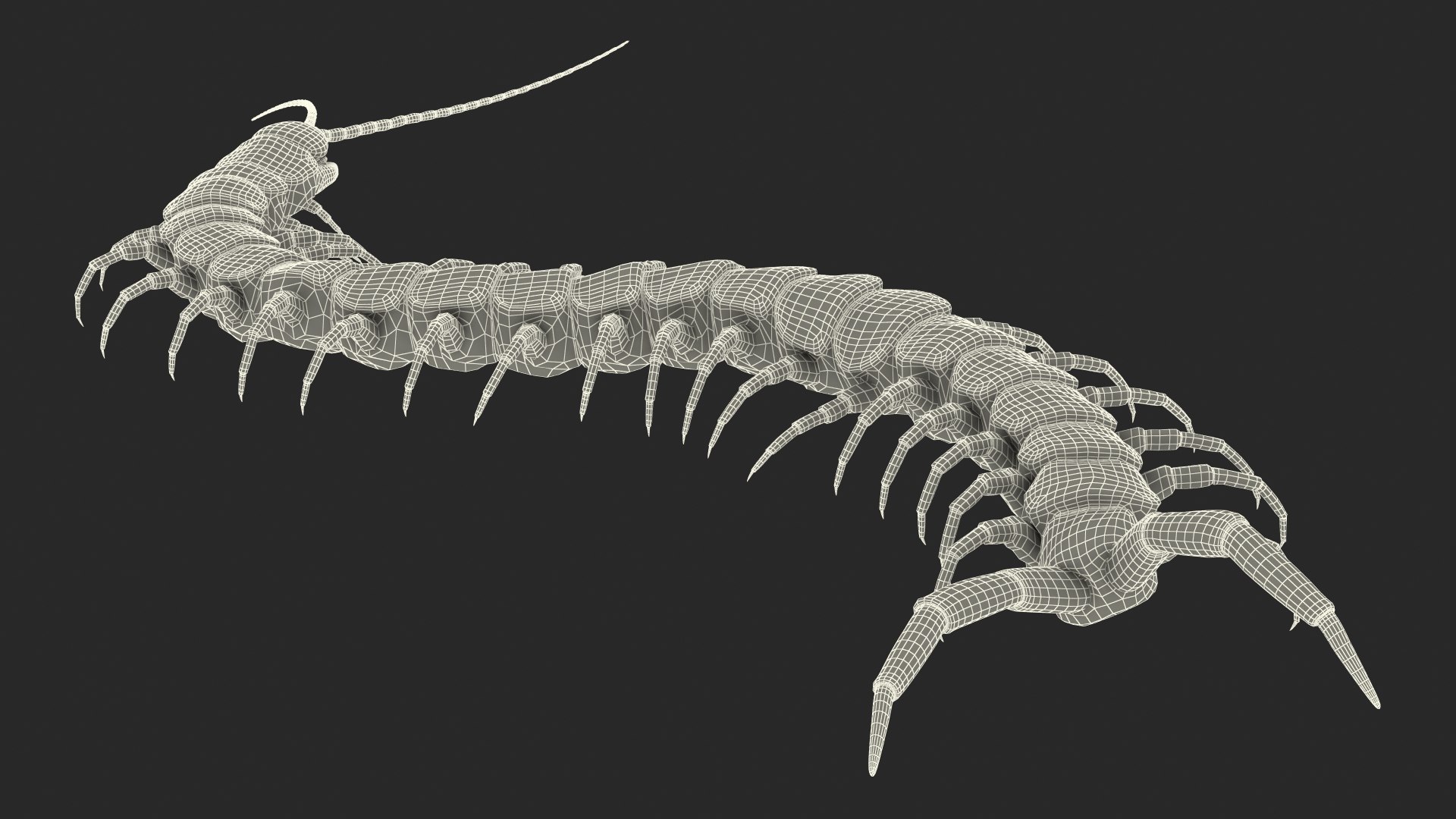giant desert centipede scolopendra 3D https://p.turbosquid.com/ts-thumb/29/CtbfMV/ANrnSVWW/giantdesertcentipedescolopendraheroscrawling3dsmodel023/jpg/1589407313/1920x1080/fit_q87/65824e394c493066fa4dad250a7ec5227f4a7729/giantdesertcentipedescolopendraheroscrawling3dsmodel023.jpg