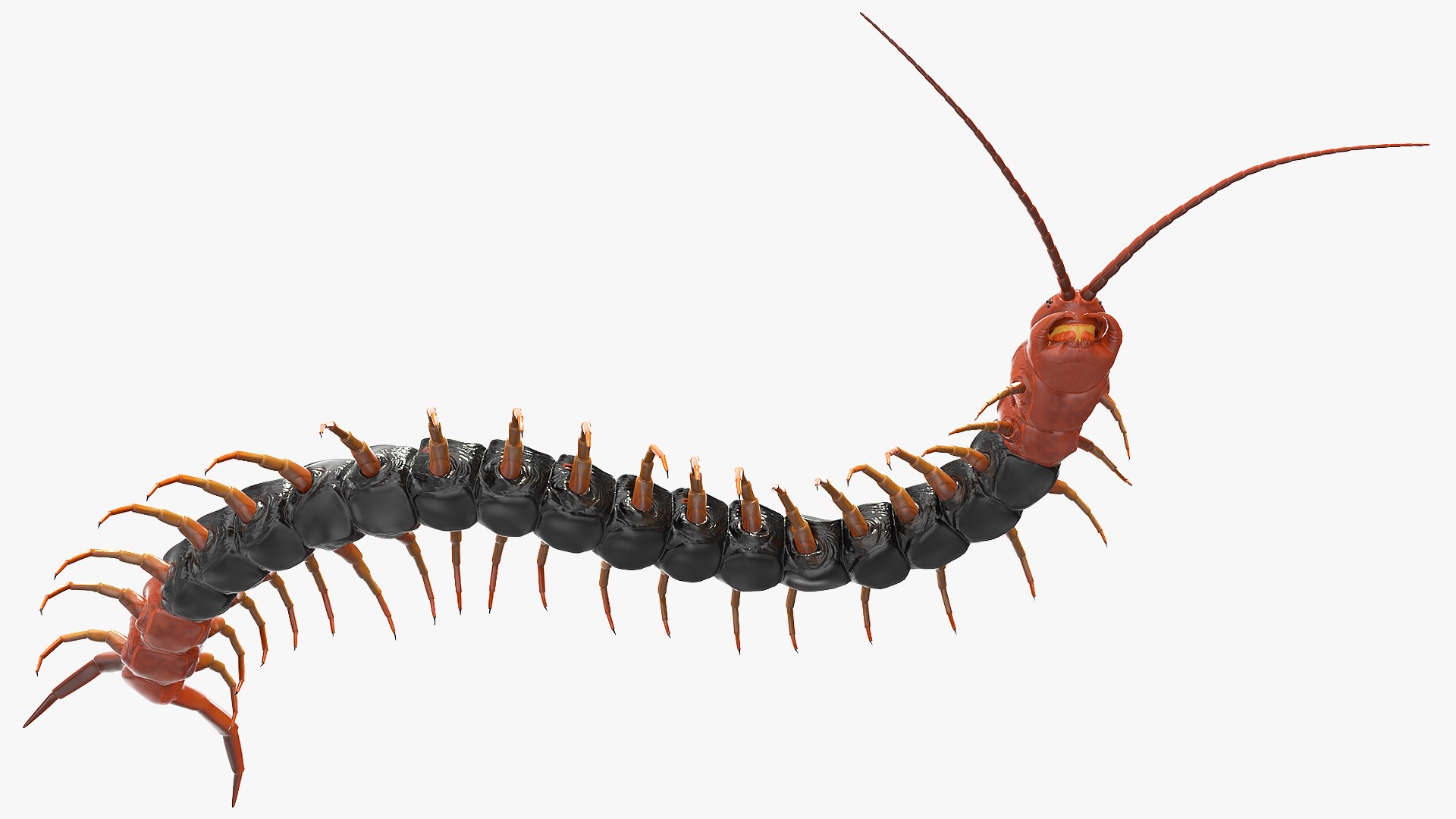 giant desert centipede scolopendra 3D https://p.turbosquid.com/ts-thumb/29/CtbfMV/DxxVj6MA/giantdesertcentipedescolopendraheroscrawling3dsmodel010/jpg/1589407199/1920x1080/fit_q87/b031c2cf6466dd6f300f3bcc4b9fa991f9137f29/giantdesertcentipedescolopendraheroscrawling3dsmodel010.jpg