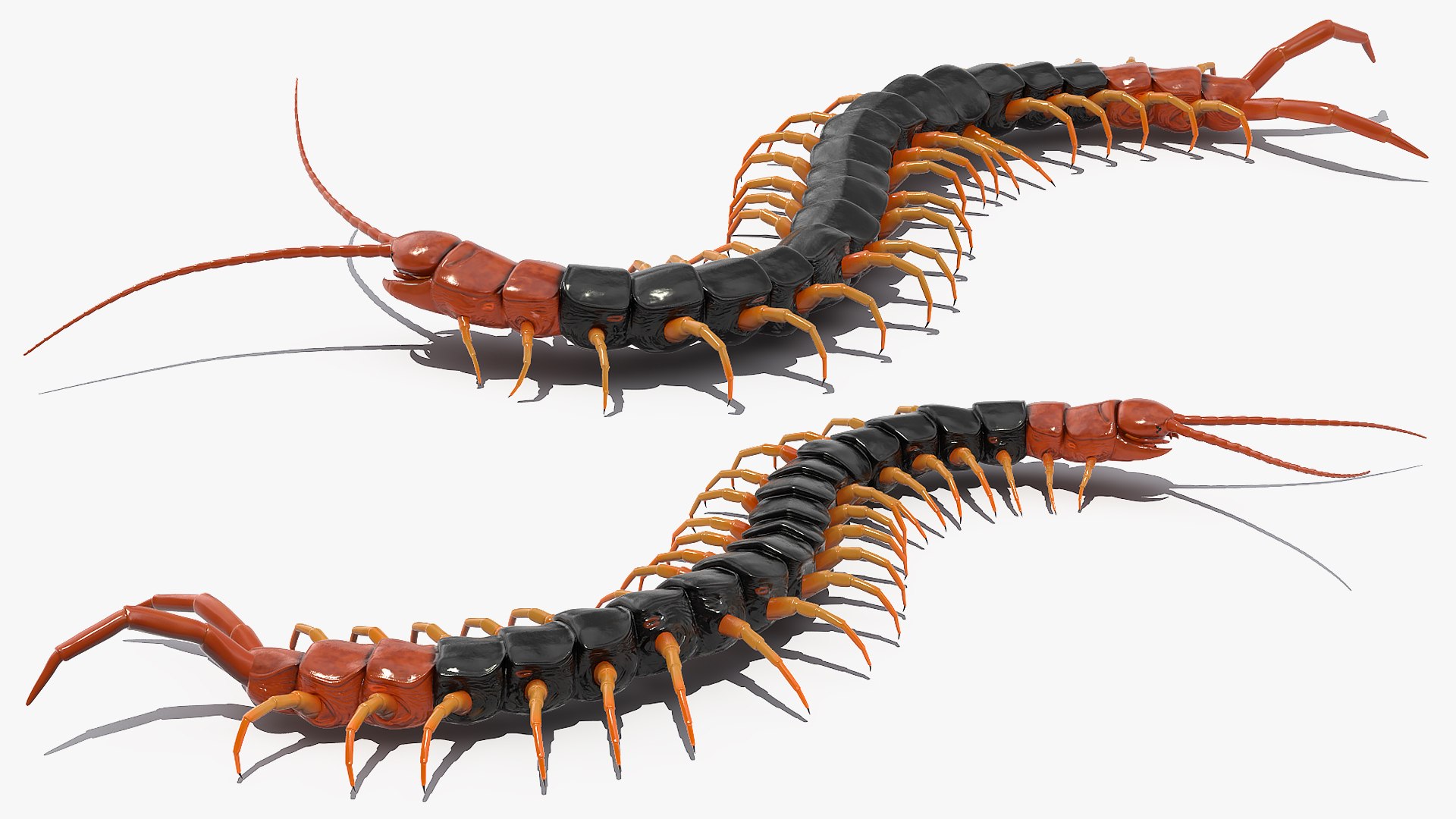 giant desert centipede scolopendra 3D https://p.turbosquid.com/ts-thumb/29/CtbfMV/JynT2sXt/giantdesertcentipedescolopendraheroscrawling3dsmodel009/jpg/1589407191/1920x1080/fit_q87/401e2bf66075542de66d4cb0a9def5d29f595a46/giantdesertcentipedescolopendraheroscrawling3dsmodel009.jpg