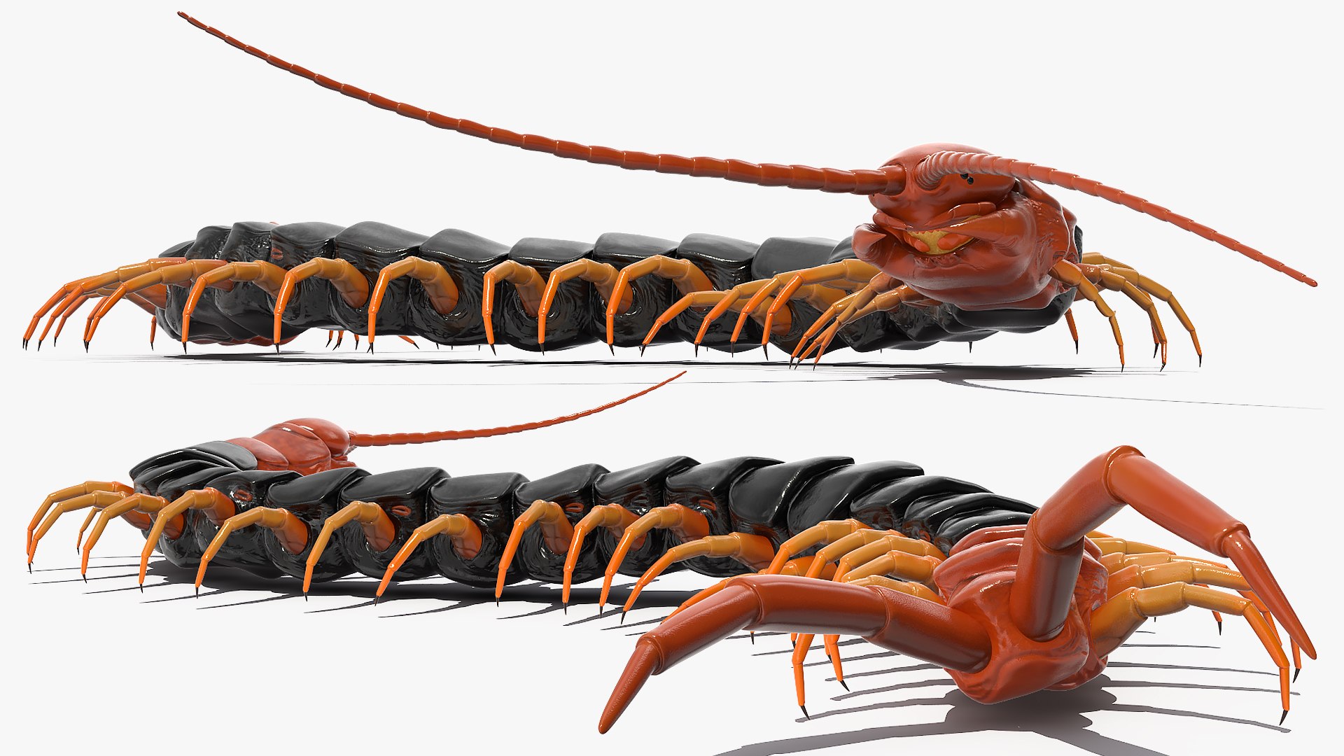 giant desert centipede scolopendra 3D https://p.turbosquid.com/ts-thumb/29/CtbfMV/RvOnABOF/giantdesertcentipedescolopendraheroscrawling3dsmodel008/jpg/1589407183/1920x1080/fit_q87/50b25059e4b5dac759b125fbd328817d26693b77/giantdesertcentipedescolopendraheroscrawling3dsmodel008.jpg