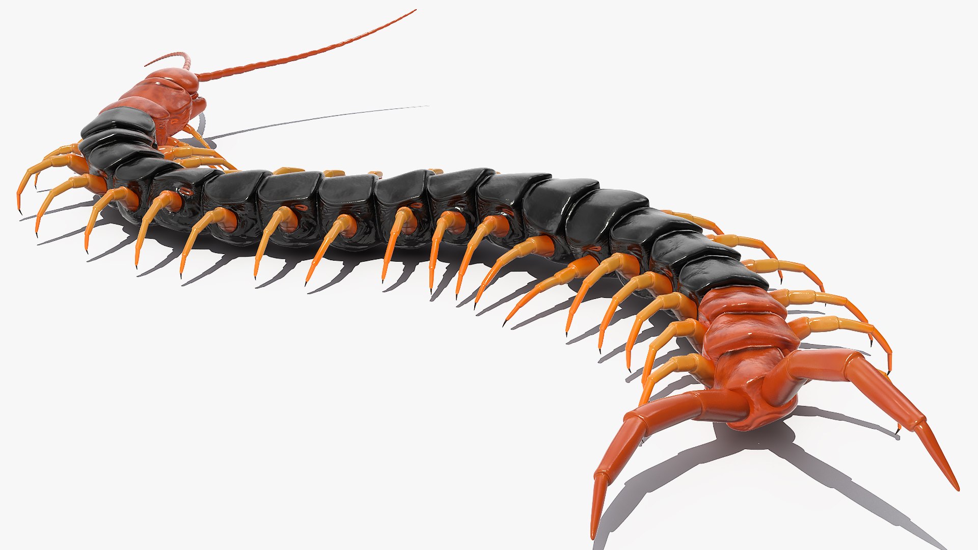 giant desert centipede scolopendra 3D https://p.turbosquid.com/ts-thumb/29/CtbfMV/f1FPMhe8/giantdesertcentipedescolopendraheroscrawling3dsmodel006/jpg/1589407160/1920x1080/fit_q87/c4d7ae3aa273c14f6efaabe96fef32818b0cb777/giantdesertcentipedescolopendraheroscrawling3dsmodel006.jpg