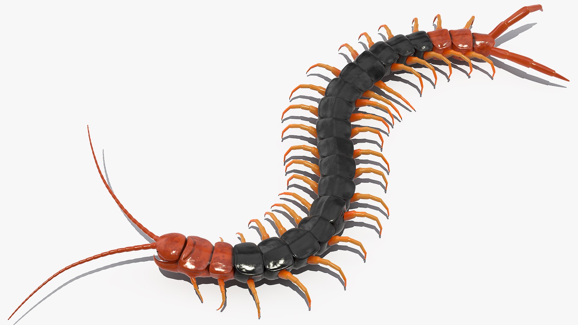 giant desert centipede scolopendra 3D https://p.turbosquid.com/ts-thumb/29/CtbfMV/geC106Xj/giantdesertcentipedescolopendraheroscrawling3dsmodel007/jpg/1589407168/1920x1080/fit_q87/33931ce357775b24ab8bf4659dcb8e457dca1fee/giantdesertcentipedescolopendraheroscrawling3dsmodel007.jpg