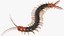 Centipede géant du désert Scolopendra Heros rampant