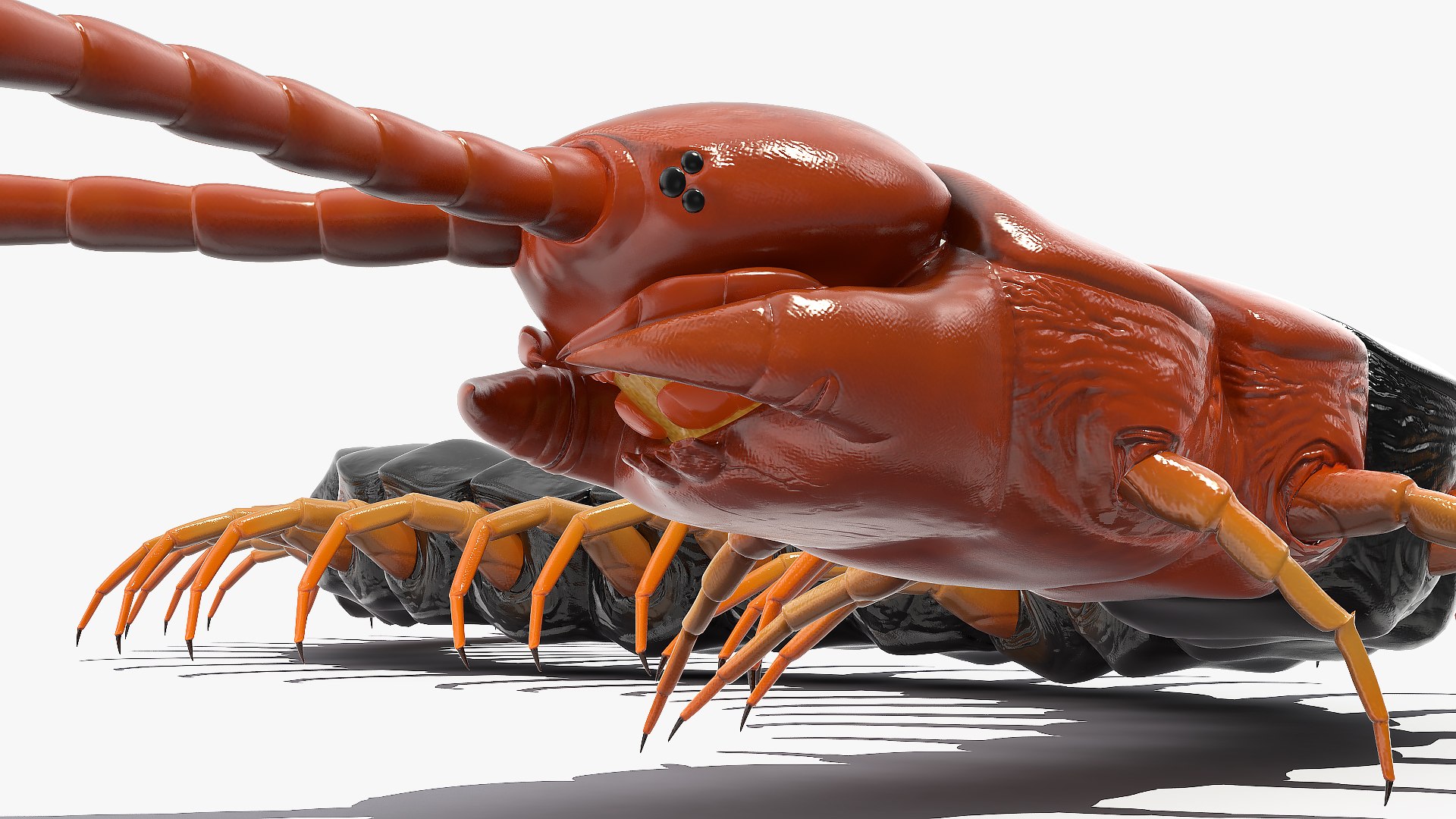 giant desert centipede scolopendra 3D https://p.turbosquid.com/ts-thumb/29/CtbfMV/hiQ7LznX/giantdesertcentipedescolopendraheroscrawling3dsmodel012/jpg/1589407218/1920x1080/fit_q87/d010b57fcf5d08218a3fe0f6e3d396fbc77e250b/giantdesertcentipedescolopendraheroscrawling3dsmodel012.jpg