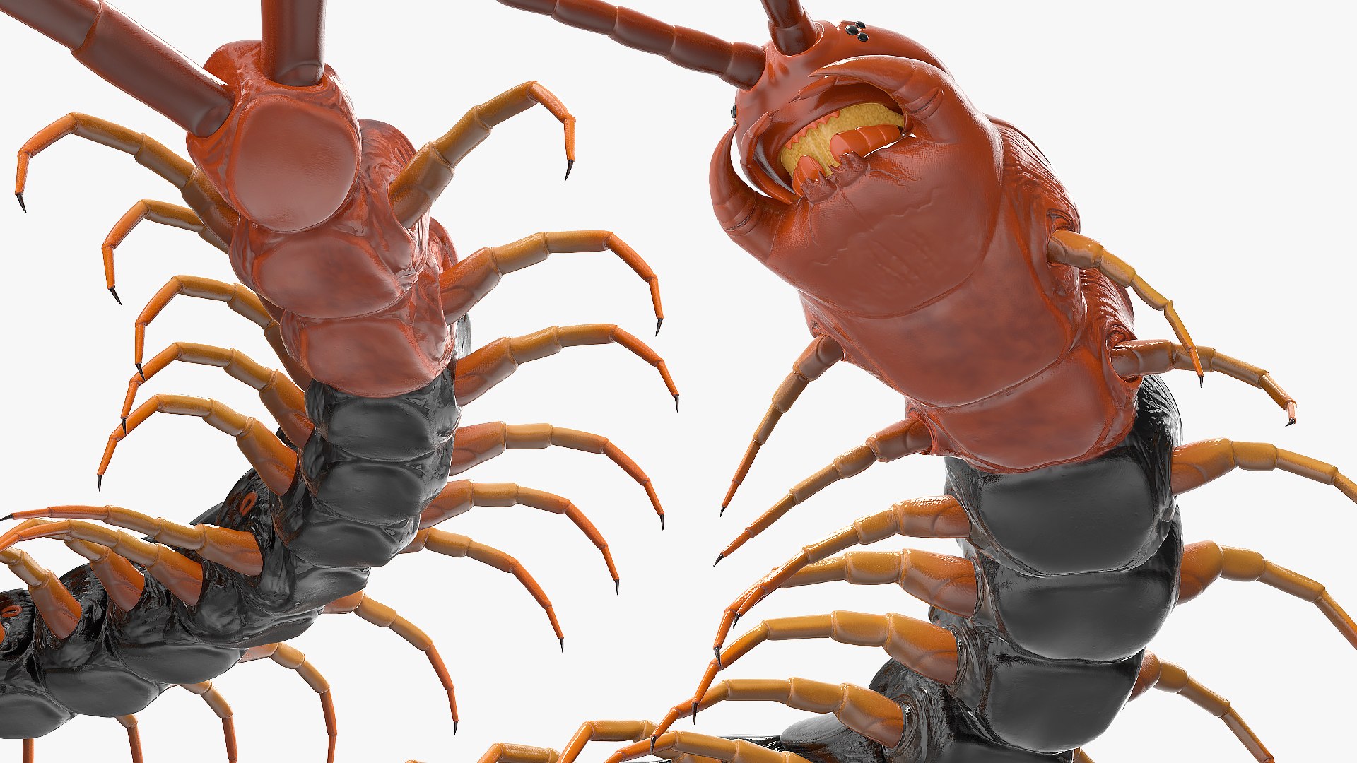 giant desert centipede scolopendra 3D https://p.turbosquid.com/ts-thumb/29/CtbfMV/kEAwBdOC/giantdesertcentipedescolopendraheroscrawling3dsmodel011/jpg/1589407209/1920x1080/fit_q87/2f91db7d6b336c51425260f856a8b8602eec3d76/giantdesertcentipedescolopendraheroscrawling3dsmodel011.jpg