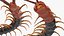 Centipede géant du désert Scolopendra Heros rampant