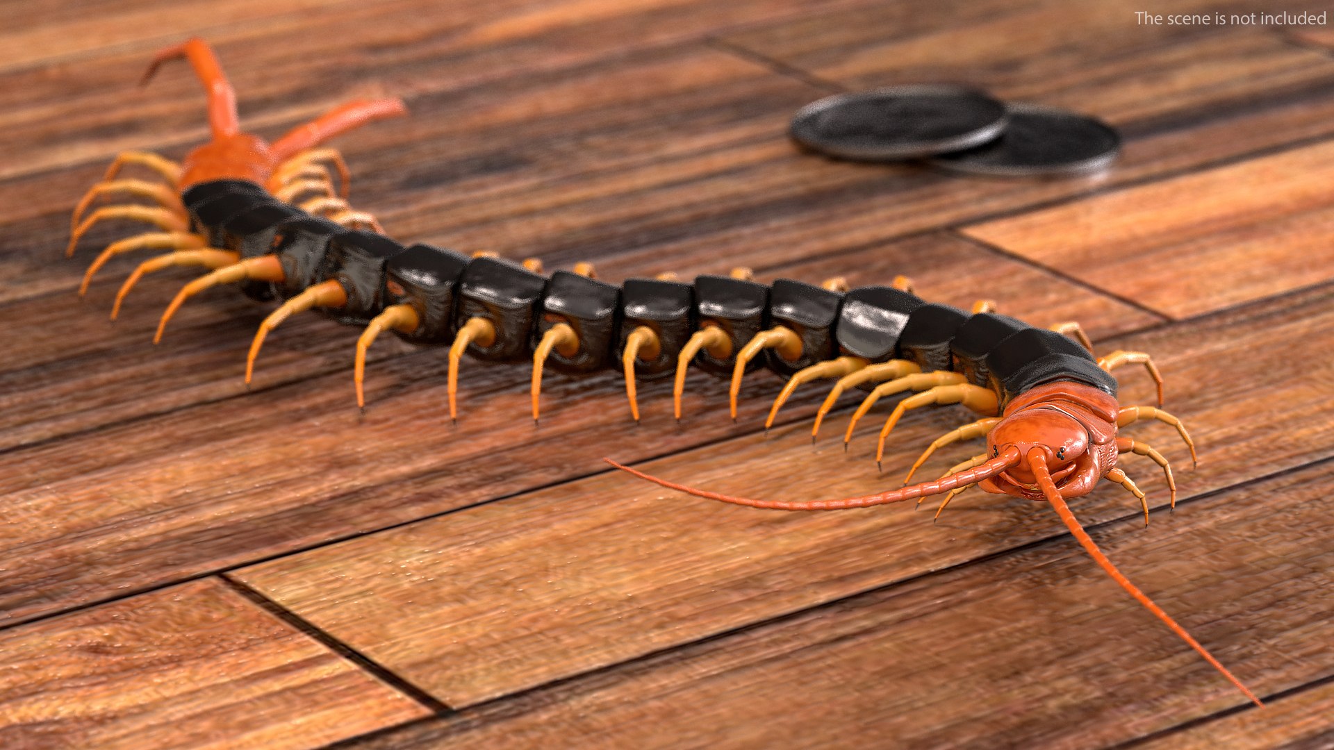 giant desert centipede scolopendra 3D https://p.turbosquid.com/ts-thumb/29/CtbfMV/kW99Eszn/giantdesertcentipedescolopendraheroscrawling3dsmodel002/jpg/1589407125/1920x1080/fit_q87/9cf6c8dc259cf70e452b58b74f95380590334127/giantdesertcentipedescolopendraheroscrawling3dsmodel002.jpg