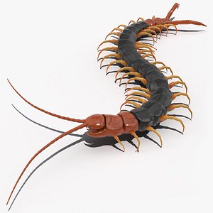 giant desert centipede scolopendra 3D