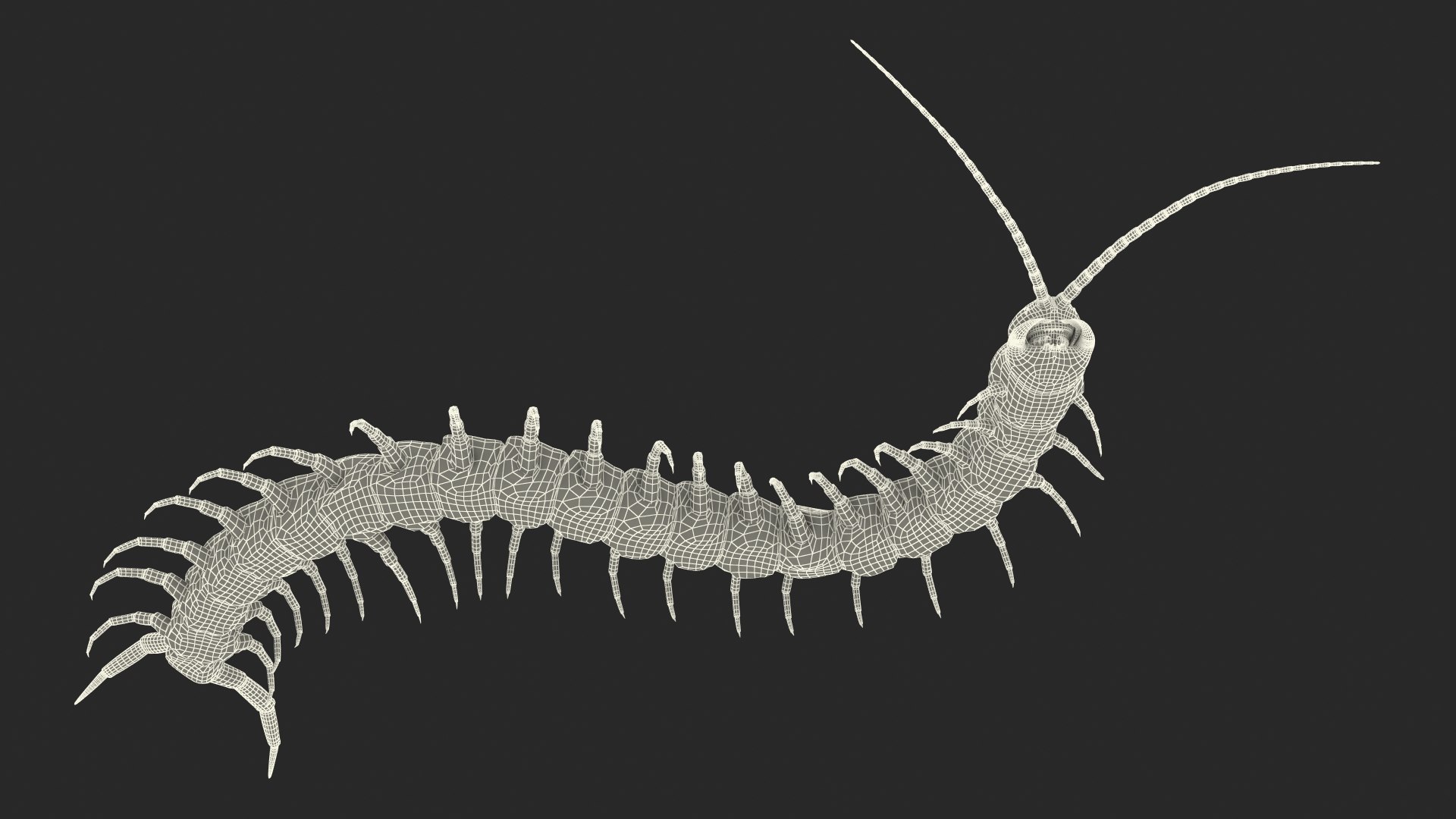 giant desert centipede scolopendra 3D https://p.turbosquid.com/ts-thumb/29/CtbfMV/zvim9QVc/giantdesertcentipedescolopendraheroscrawling3dsmodel024/jpg/1589407323/1920x1080/fit_q87/582d1d2cb9903e66f6ea868a558704de0501bb05/giantdesertcentipedescolopendraheroscrawling3dsmodel024.jpg