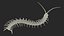 Centipede géant du désert Scolopendra Heros rampant