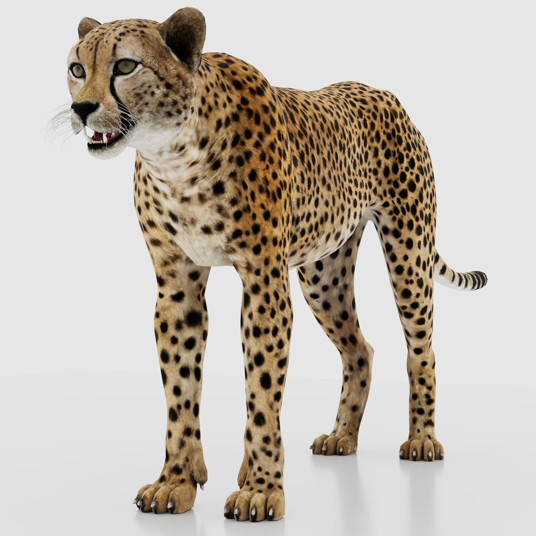 3D Game-Ready Cheetah 3D Model https://p.turbosquid.com/ts-thumb/29/MEVXgx/39/cheetah3dmodel01_maya/jpg/1790798799/1920x1080/fit_q87/e330015d6643aabff8deace45282efdf9016d842/cheetah3dmodel01_maya.jpg
