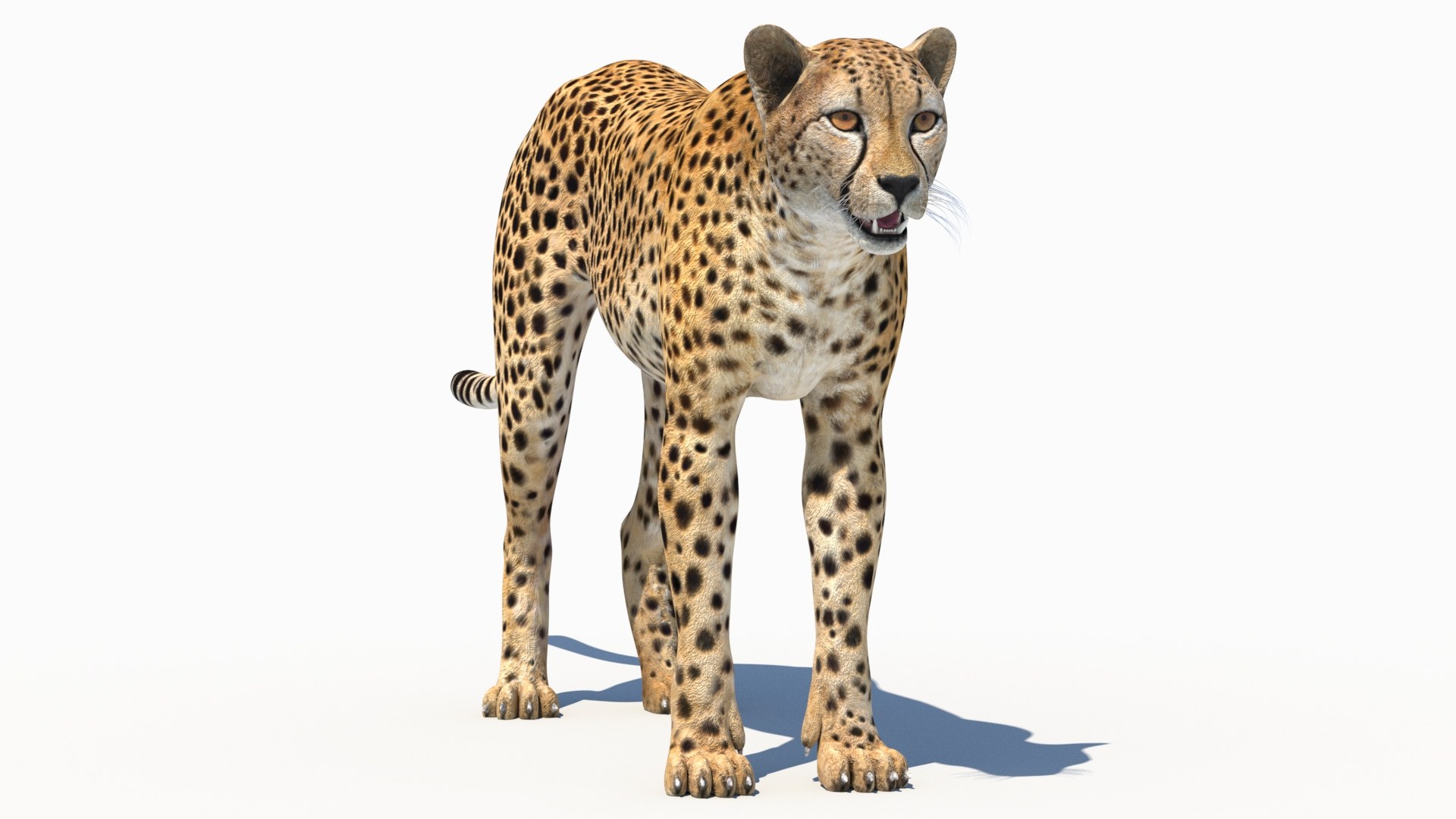 3D Game-Ready Cheetah 3D Model https://p.turbosquid.com/ts-thumb/29/MEVXgx/4l/cheetah3dmodel03/jpg/1790798800/1920x1080/fit_q87/982eeb63f9e47bd63f30f2f0e30ed651384047e8/cheetah3dmodel03.jpg