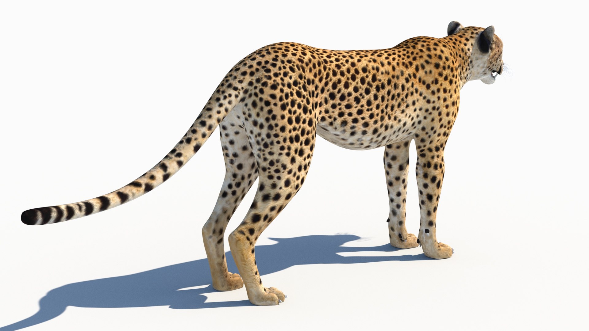 3D Game-Ready Cheetah 3D Model https://p.turbosquid.com/ts-thumb/29/MEVXgx/Ey/cheetah3dmodel09/jpg/1790798803/1920x1080/fit_q87/1372c604d1f0689263eb31832758e118a0ce592c/cheetah3dmodel09.jpg