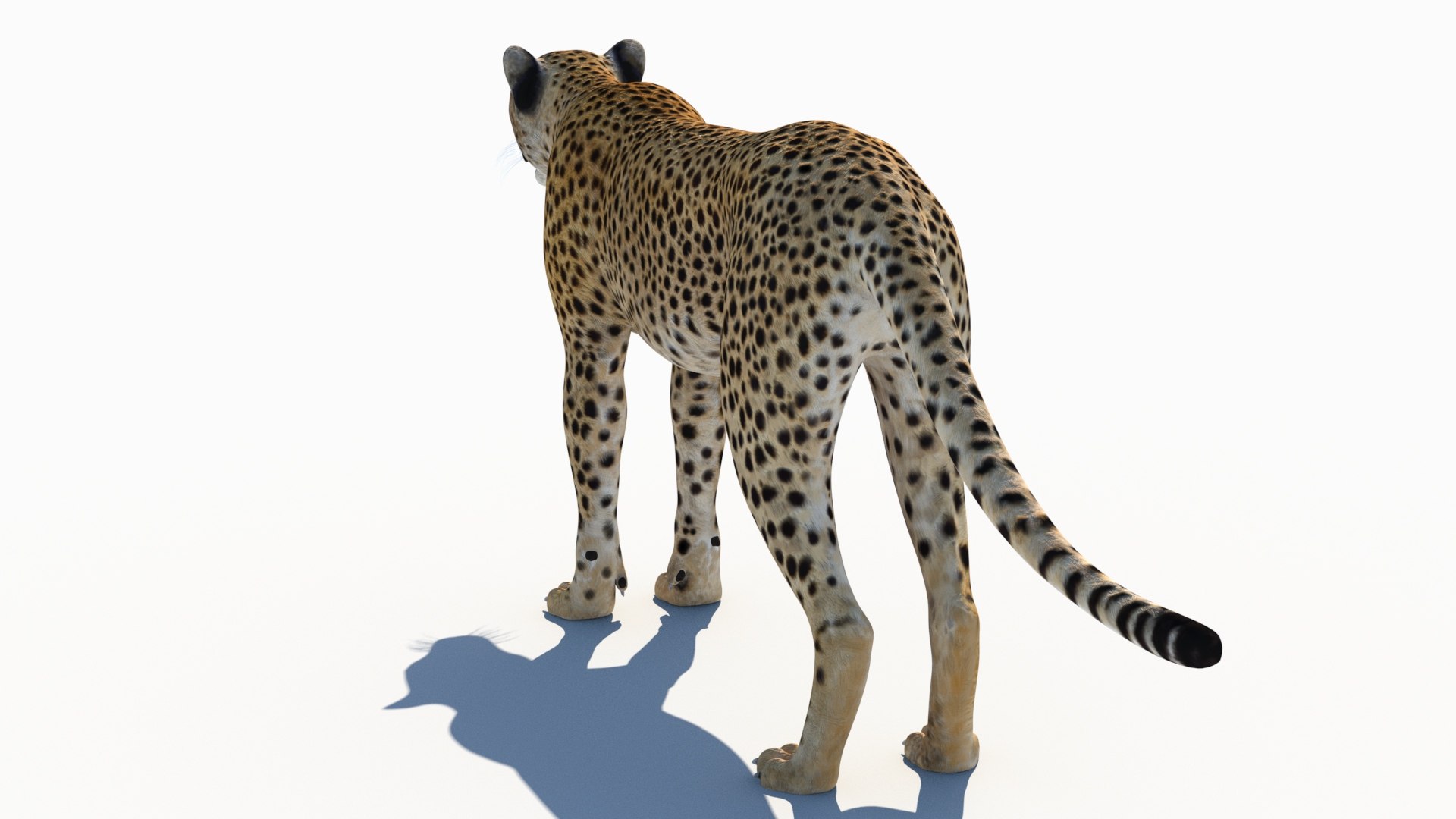 3D Game-Ready Cheetah 3D Model https://p.turbosquid.com/ts-thumb/29/MEVXgx/Hy/cheetah3dmodel07/jpg/1790798802/1920x1080/fit_q87/1dce6905bb8bd6ab0395d7e8714e651211415168/cheetah3dmodel07.jpg