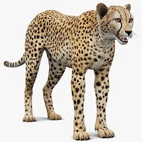 Game-Ready Cheetah 3D Model
