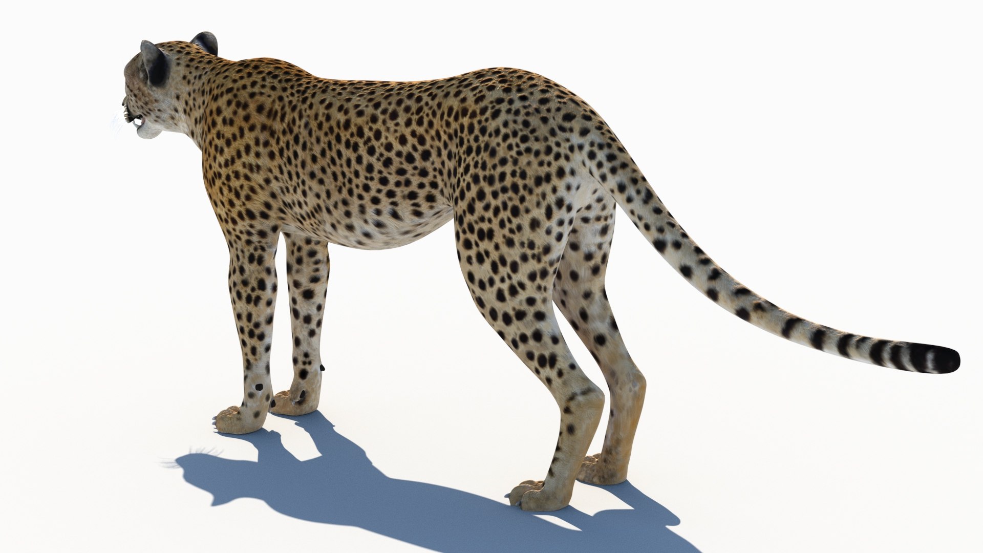 3D Game-Ready Cheetah 3D Model https://p.turbosquid.com/ts-thumb/29/MEVXgx/dF/cheetah3dmodel06/jpg/1790798802/1920x1080/fit_q87/24e7fdc5bd8014ae37fc646659ffade6c180b1ce/cheetah3dmodel06.jpg