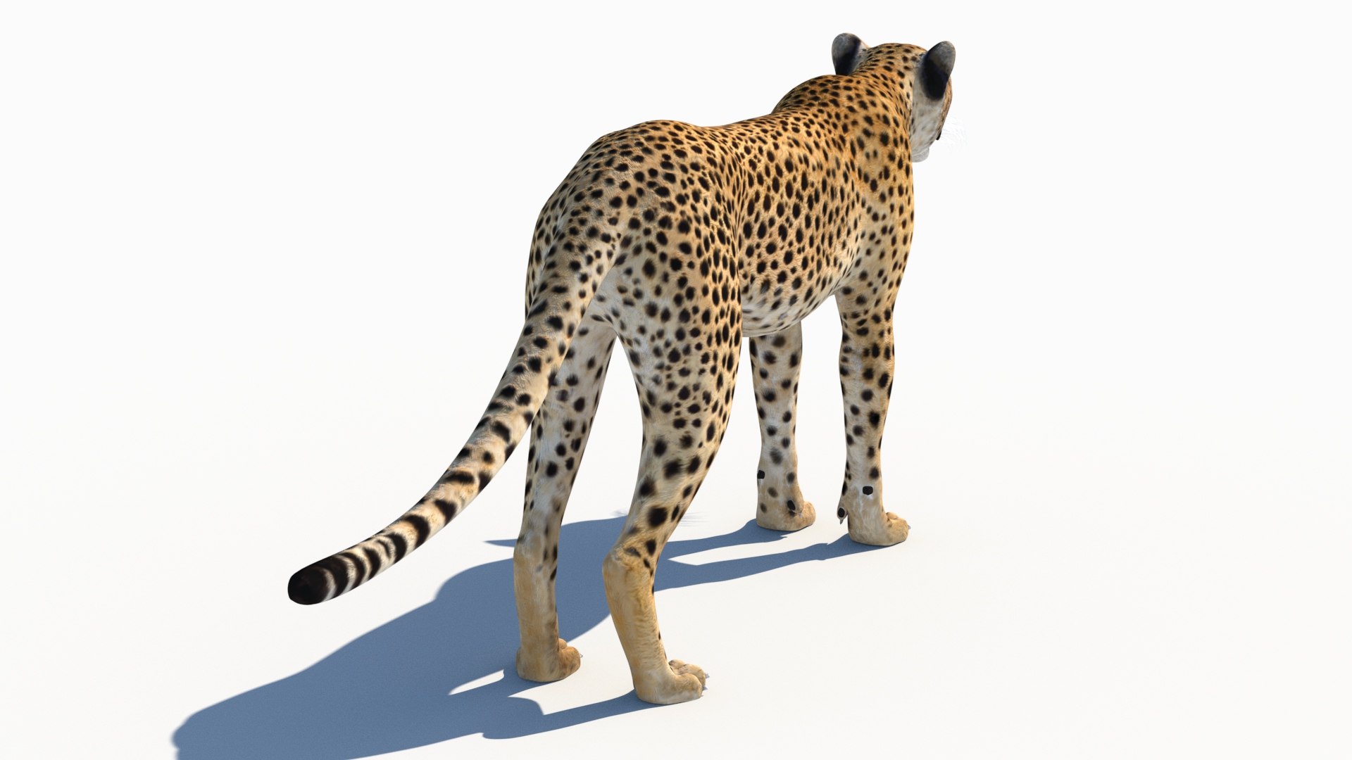 3D Game-Ready Cheetah 3D Model https://p.turbosquid.com/ts-thumb/29/MEVXgx/es/cheetah3dmodel08/jpg/1790798803/1920x1080/fit_q87/dadd30514ff774b5ccefa1960d552484776972ff/cheetah3dmodel08.jpg