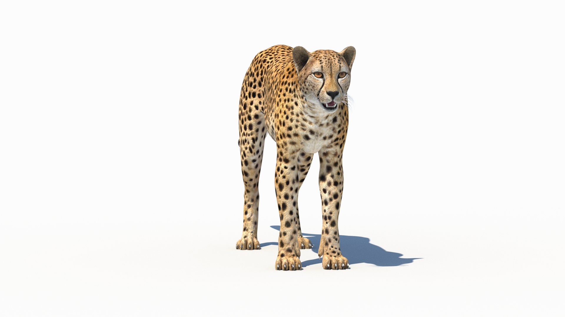 3D Game-Ready Cheetah 3D Model https://p.turbosquid.com/ts-thumb/29/MEVXgx/fy/cheetah3dmodel/jpg/1790798817/1920x1080/turn_fit_q99/40a3995306bd5c2dd3ec6033a985c4b75676175b/cheetah3dmodel-1.jpg