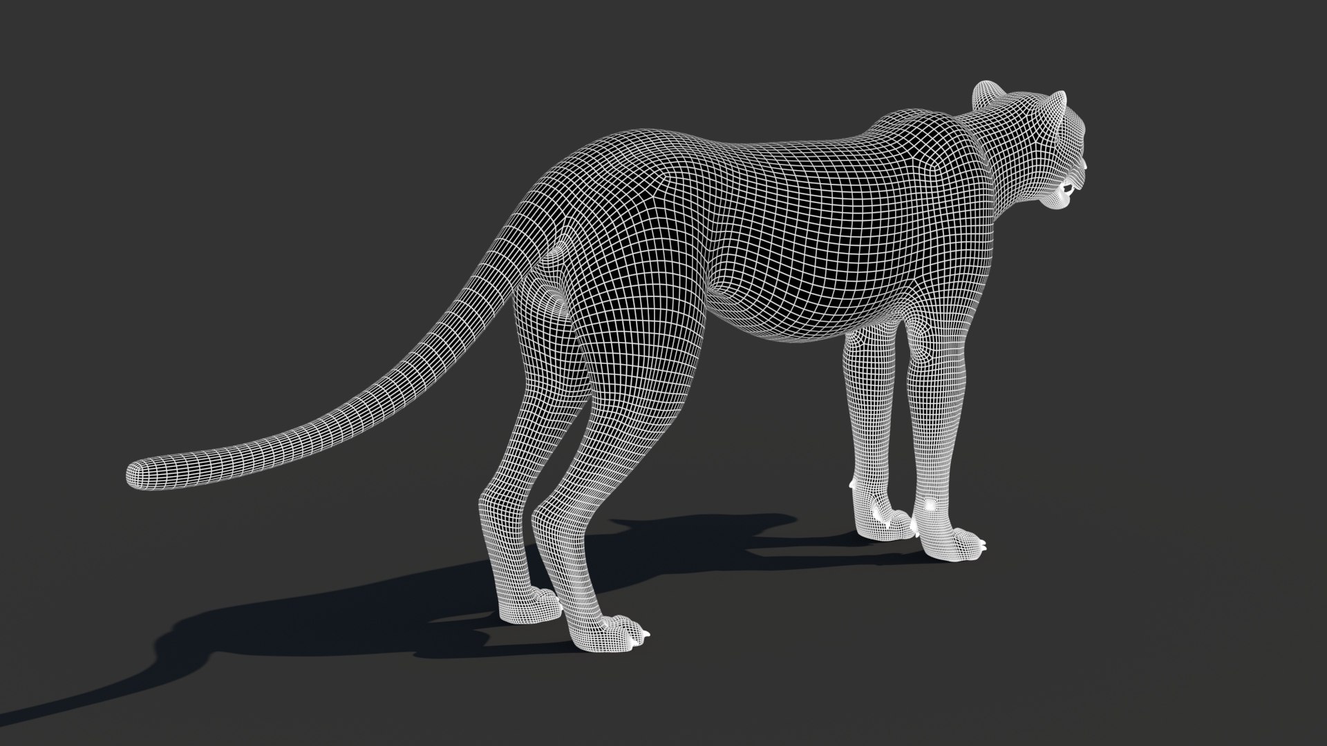 3D Game-Ready Cheetah 3D Model https://p.turbosquid.com/ts-thumb/29/MEVXgx/kM/cheetah3dmodelwireframe04/jpg/1790798807/1920x1080/fit_q87/8b26d147635e788e596ebdf93139f3235b512544/cheetah3dmodelwireframe04.jpg
