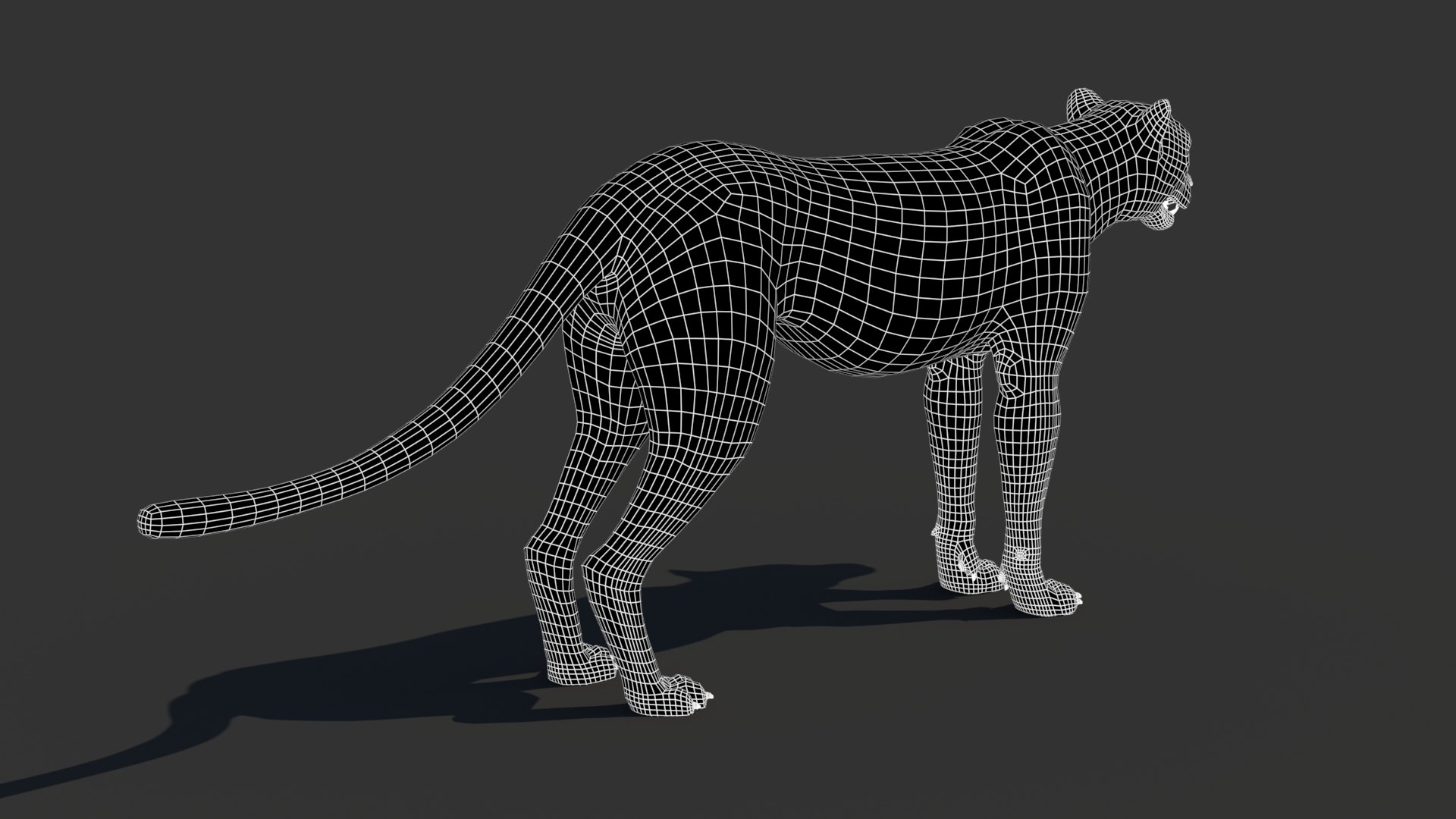 3D Game-Ready Cheetah 3D Model https://p.turbosquid.com/ts-thumb/29/MEVXgx/lJ/cheetah3dmodelwireframe03/jpg/1790798807/1920x1080/fit_q87/85005b0500289de76744b99d84743a96998251cd/cheetah3dmodelwireframe03.jpg