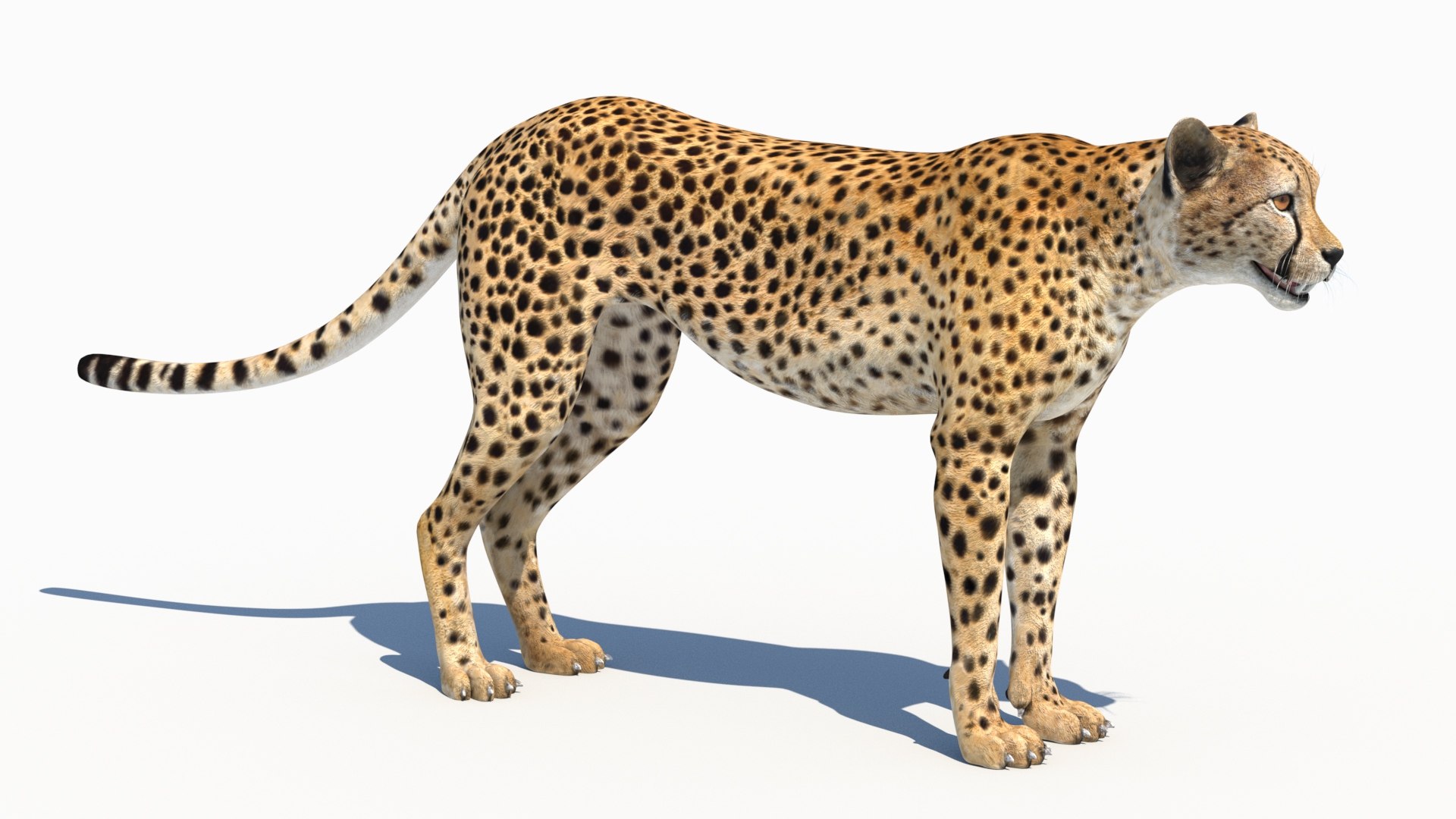3D Game-Ready Cheetah 3D Model https://p.turbosquid.com/ts-thumb/29/MEVXgx/o2/cheetah3dmodel10/jpg/1790798804/1920x1080/fit_q87/083f1858535d1db67922f6a67db2586118fc0c5c/cheetah3dmodel10.jpg